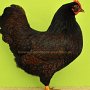 v 97 JSB Zwerg-Barnevelder schwarz Thielemeyer Sandro